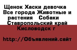 Щенок Хаски девочка - Все города Животные и растения » Собаки   . Ставропольский край,Кисловодск г.